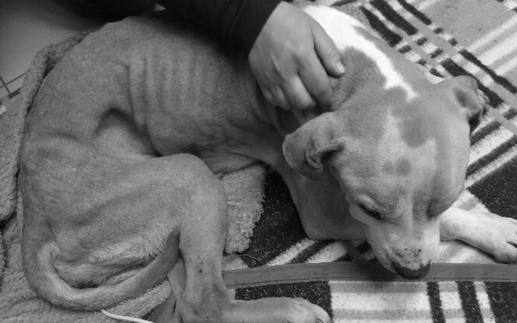 Zbiórka Kora nie żyje. Pozostał dług za - zdjęcie główne