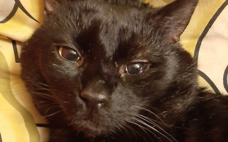 Zbiórka Dzielny Paragraf walczy o życie - zdjęcie główne