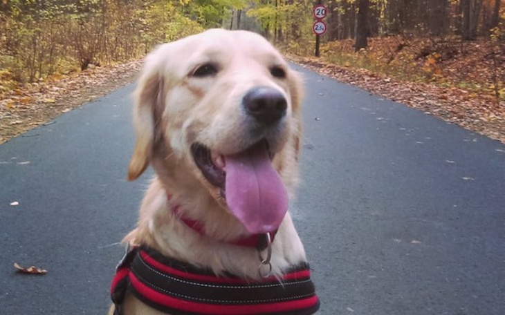 Zbiórka Operacja Zaji - zdjęcie główne