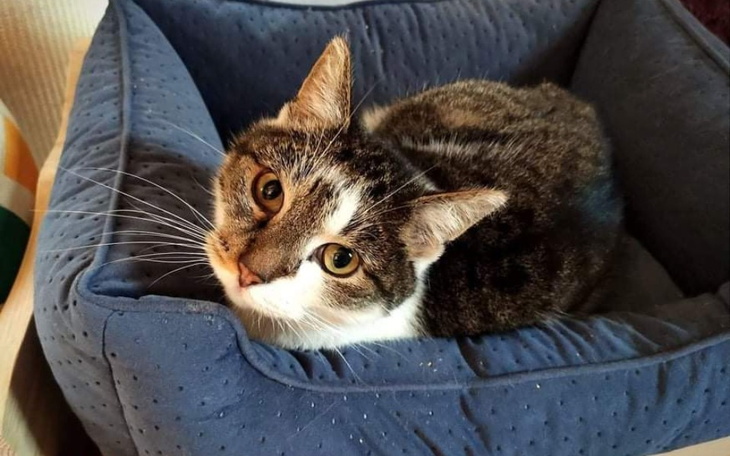 Zbiórka Tedi kontra przeznaczenie - zdjęcie główne