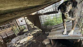 Zbiórka 7 lat w gnojówce. Uratujmy go. - miniaturka zdjęcia