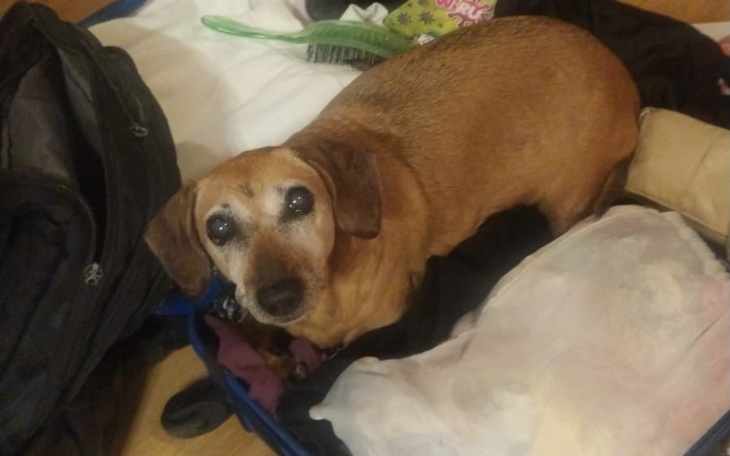 Zbiórka Na leczenie pieska Inki - zdjęcie główne