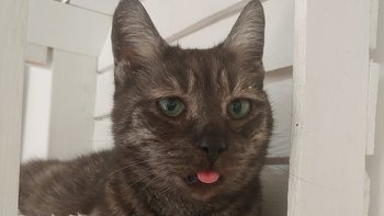 Zbiórka Wsparcie podopiecznych Kocińca - miniaturka zdjęcia