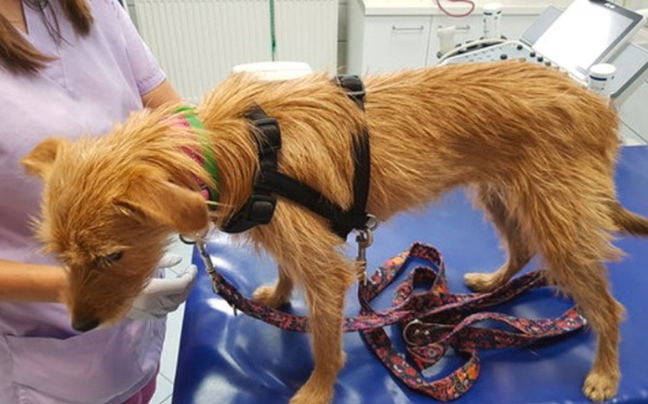 Zbiórka Tina wyrzycona jak śmieć... - zdjęcie główne