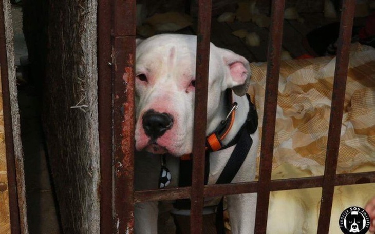 Zbiórka Ratuj z Nami bezdomne TTB! - zdjęcie główne