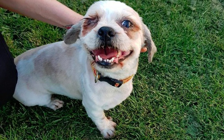 Zbiórka Kołtun bez oka - Riko zwany psem - zdjęcie główne