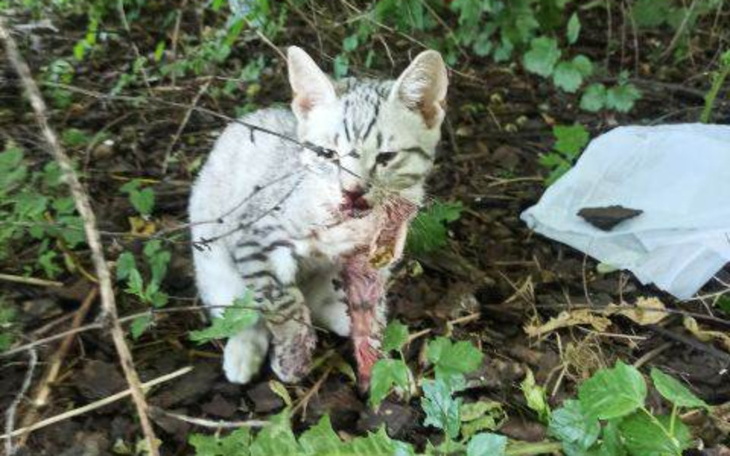 Kotek z raną, potrzebujący pomocy.