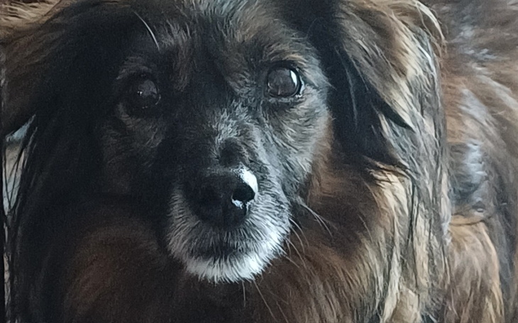 Zbiórka kocyk i inne dla bezdomnego psa - zdjęcie główne