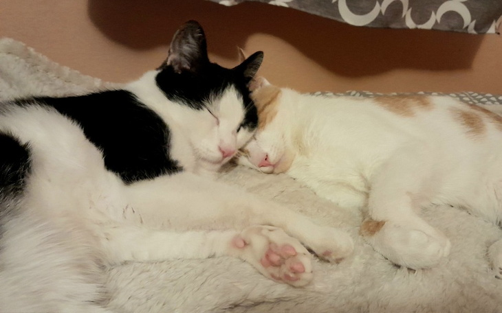 Dwa śpiące koty, przytulone do siebie, chwila spokoju.