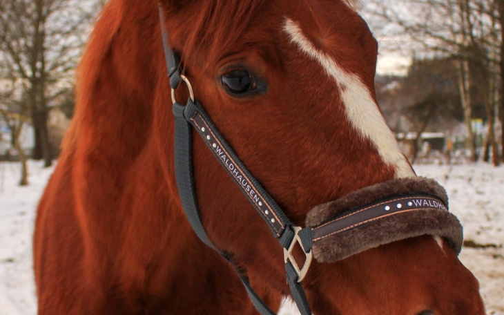 Zbiórka Leczenie młodego konisia - zdjęcie główne