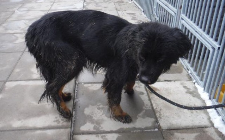 Zbiórka Zapomniane psy - zdjęcie główne