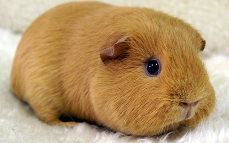 Zbiórka na szwajcarie - zdjęcie główne