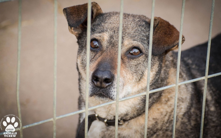 Zbiórka Drobniaki dla bezdomniaków - zdjęcie główne