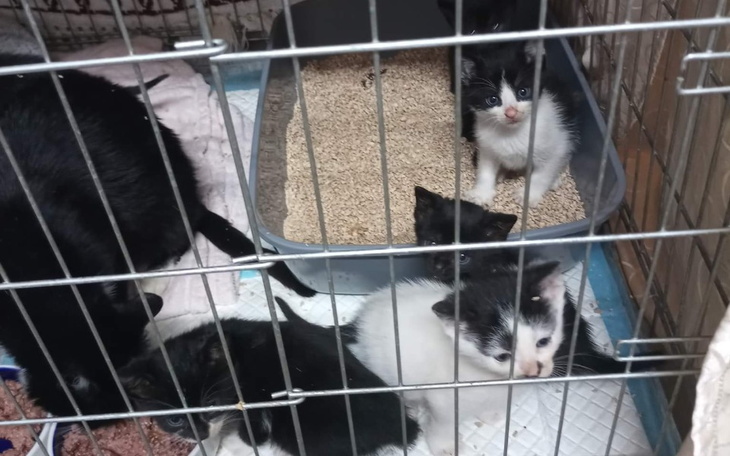 Zbiórka Kociaki z ulicy - zdjęcie główne