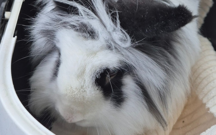 Zbiórka Ratunek życia mojego króliczka - zdjęcie główne