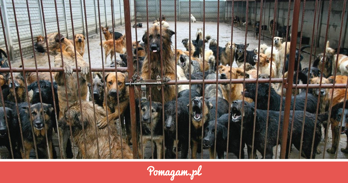 Pomuz Zrzutka na Pomóż Schronisku . - Ola Maj | Pomagam.pl