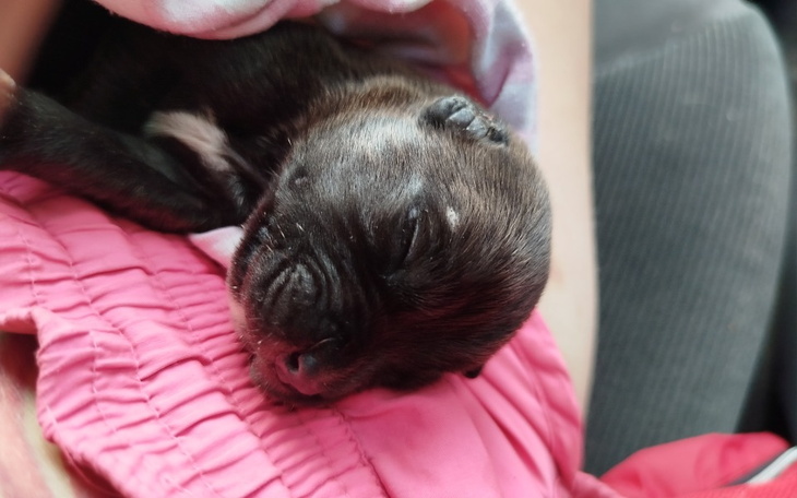 Zbiórka Gdzie są Moje uszy - zdjęcie główne