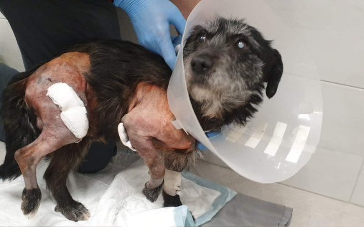 Zbiórka Bezdomny Duszek walczy o życie🙏 - zdjęcie główne