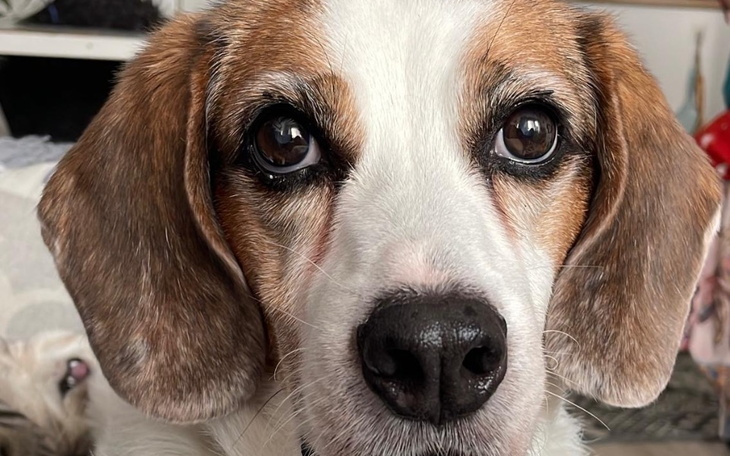 Beagle z wyrazistymi oczami, patrzący w obiektyw.