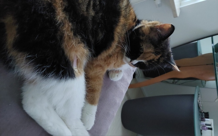 Zbiórka Pomóżmy ciężko chorej Coli - zdjęcie główne