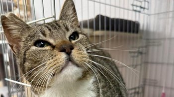 Zbiórka Eutanazja albo GS - Frezja - miniaturka zdjęcia