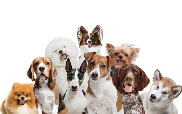 Zbiórka Stworzenie miejsca dla zwierząt - zdjęcie główne