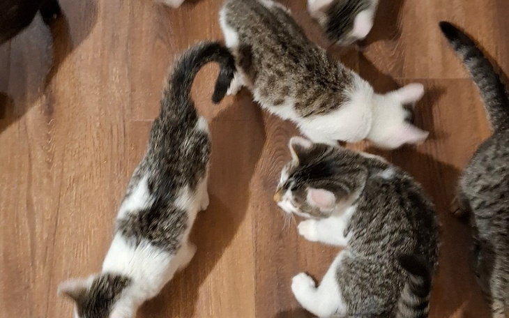 Grupa małych kotów biegających po podłodze.