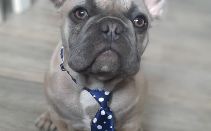 Pies rasy buldog francuski w krawacie, patrzący w obiektyw.