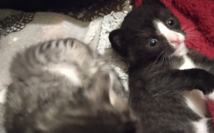 Zbiórka Karma dla maluszków - zdjęcie główne