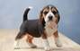Zbiórka Kupno Pieska beagle - miniaturka zdjęcia