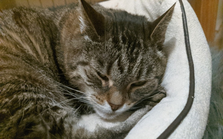 Kot w pozycji leżącej, odpoczywający w swoim legowisku.