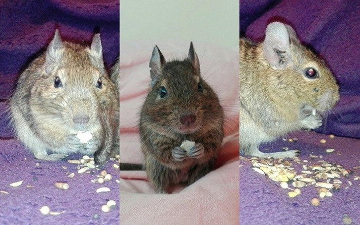 Zbiórka Głogowiaki u Kociary - zdjęcie główne