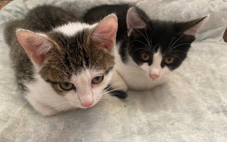 Zbiórka Zbieram na weterynarza dla kotów - zdjęcie główne