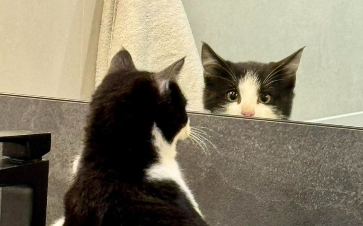 Zbiórka Nakarm Baciary - zdjęcie główne