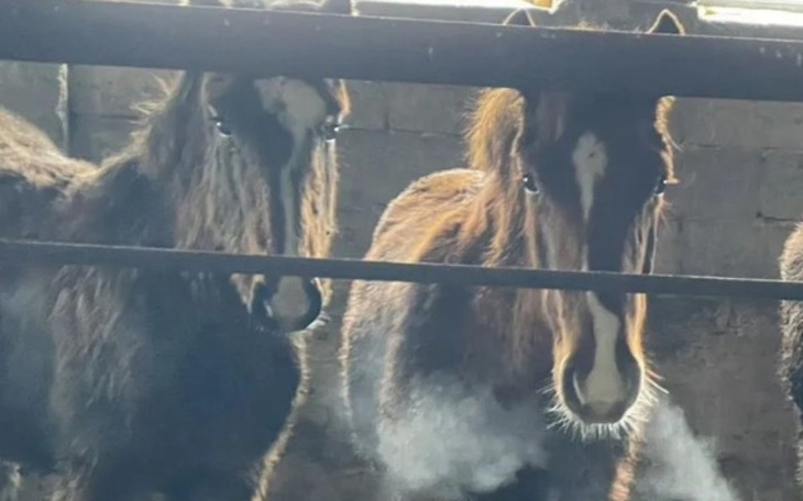 Dwa konie w stajni, patrzące przez pręty.