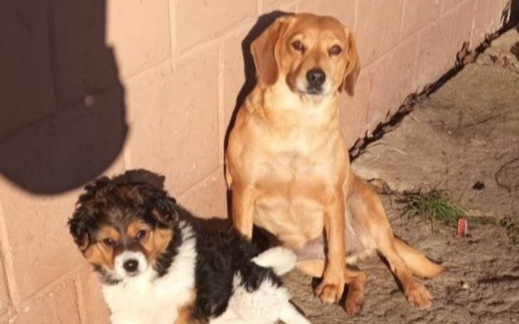 Zbiórka Pomóżmy - pomoc BARDZO potrzebna - zdjęcie główne