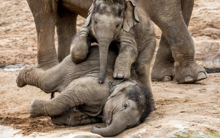 Zbiórka Na pomoc indyjskim słoniom - zdjęcie główne