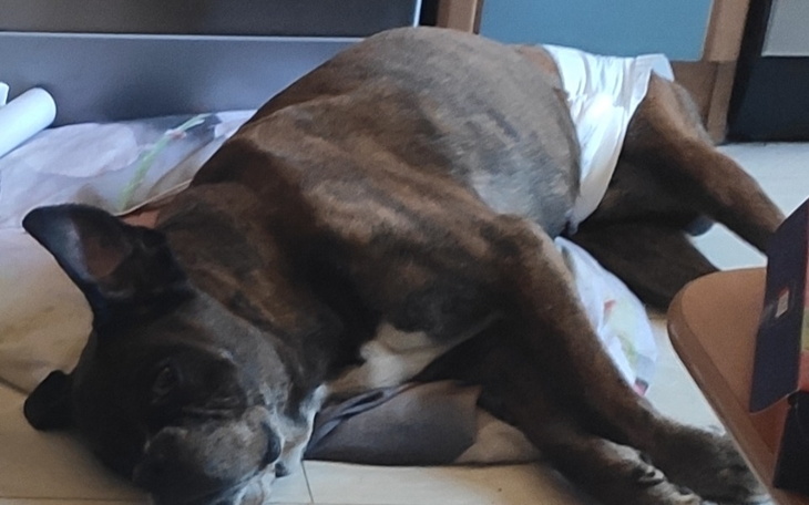 Zbiórka Leczenie pieska Borysa - zdjęcie główne