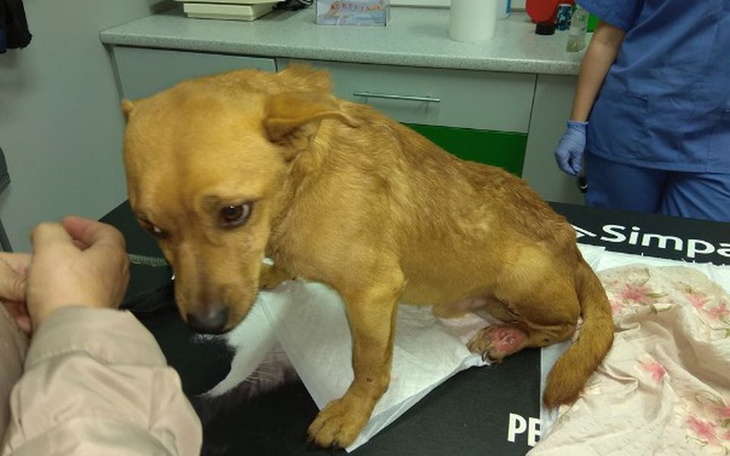 Zbiórka Na transport sparaliżowanego psa - zdjęcie główne