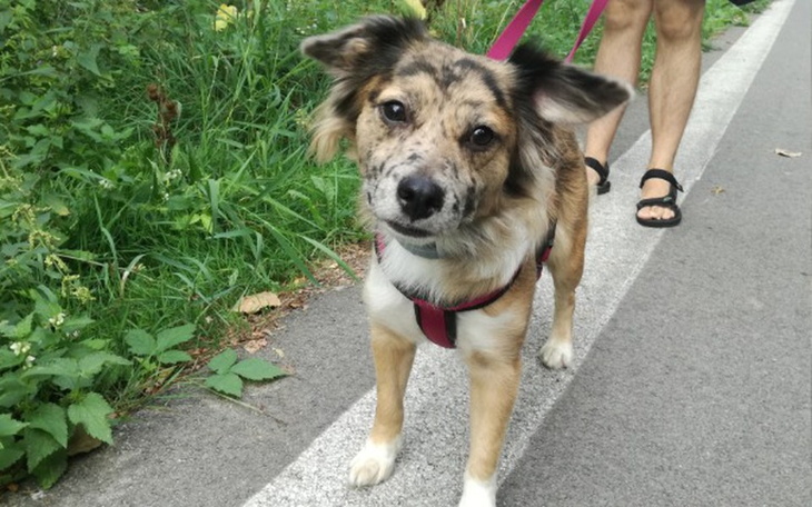 Zbiórka Za te wszystkie niechciane psy! - zdjęcie główne