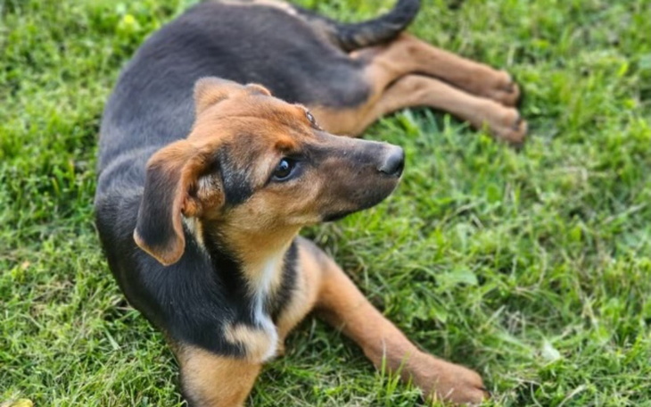 Pies leżący na trawie, zrelaksowany.