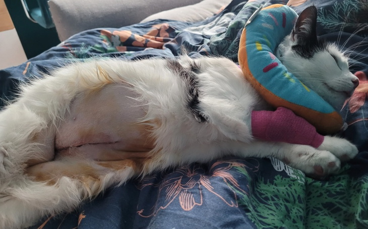 Zbiórka Leczenie Neli. - zdjęcie główne