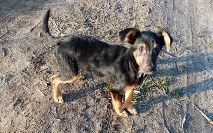 Zbiórka Oluś z nużycą - zdjęcie główne