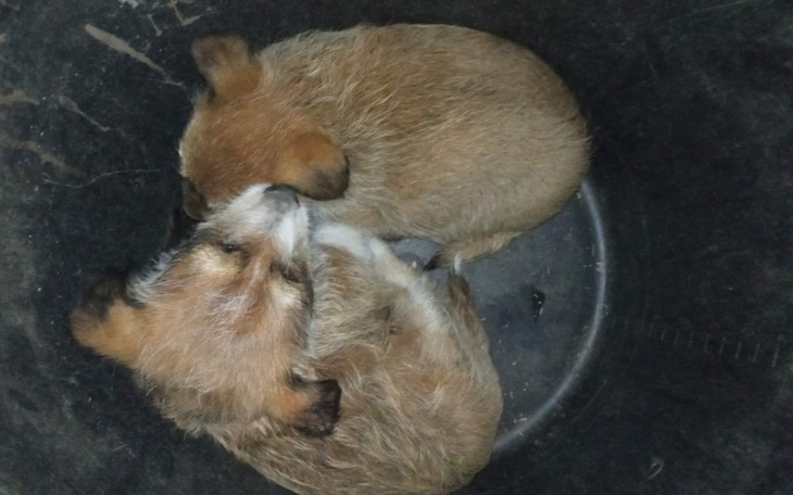 Dwa szczeniaki śpiące w pojemniku.