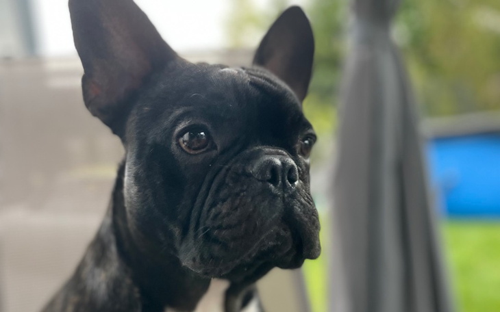 Zbiórka Leczenie pieska Rocky - zdjęcie główne