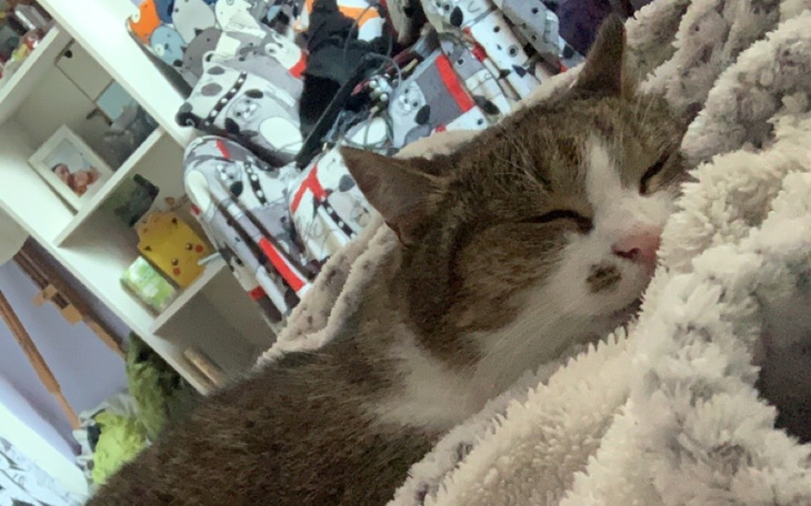 Zbiórka Leczenie Pipka - zdjęcie główne