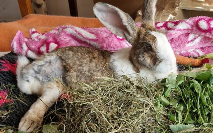 Zbiórka Na zdrowie królika MISI - zdjęcie główne