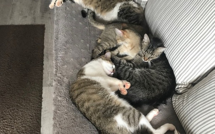 Zbiórka Moim kociaczkom - zdjęcie główne