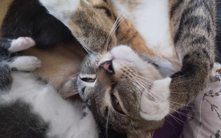 Zbiórka Kastracja młodej kotki - zdjęcie główne