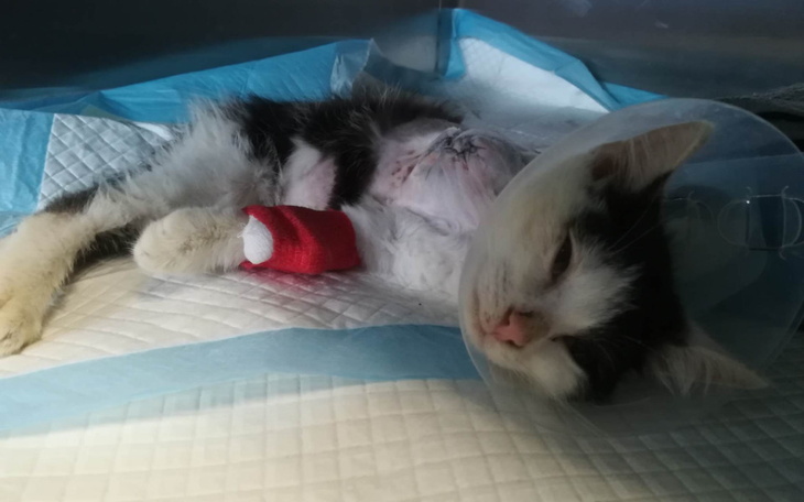 Zbiórka Nieszczęśliwy trójłapek - zdjęcie główne